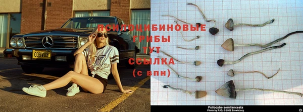 тгк Алзамай